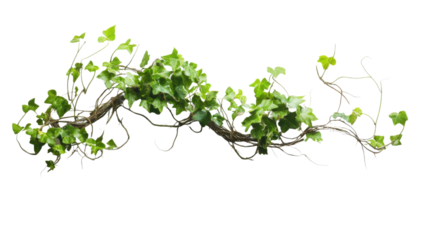Ivy vine transparent background