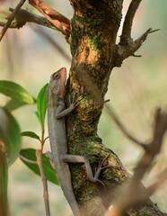 A vibrant garden lizard, adorned with shades of green and brown, is basking in the warm sunlight, perched gracefully on a rock amidst the lush greenery of the garden, soaking up nature's warmth