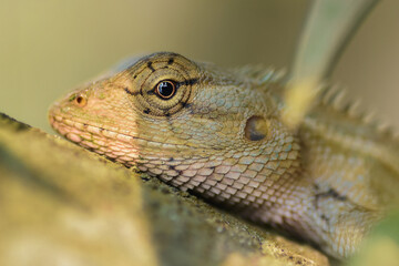 A vibrant garden lizard, adorned with shades of green and brown, is basking in the warm sunlight, perched gracefully on a rock amidst the lush greenery of the garden, soaking up nature's warmth