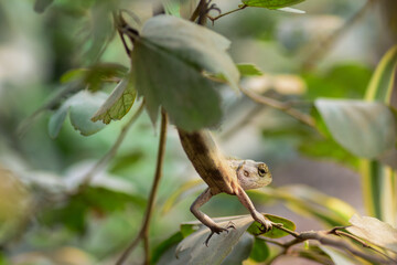 A vibrant garden lizard, adorned with shades of green and brown, is basking in the warm sunlight, perched gracefully on a rock amidst the lush greenery of the garden, soaking up nature's warmth