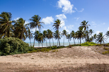 Tropical palm trees along the coastline of Rio Grande do Norte, Brazil, under a clear blue sky, creating a serene and idyllic beach atmosphere.