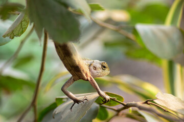 A vibrant garden lizard, adorned with shades of green and brown, is basking in the warm sunlight, perched gracefully on a rock amidst the lush greenery of the garden, soaking up nature's warmth