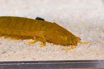 Green Mantis Shrimp, Gonodactylellus viridis