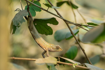 A vibrant garden lizard, adorned with shades of green and brown, is basking in the warm sunlight, perched gracefully on a rock amidst the lush greenery of the garden, soaking up nature's warmth