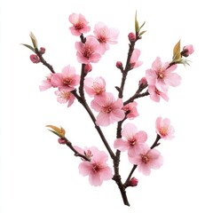 Obraz premium Peach blossom tree branch isolated on white background