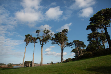 Pins du littoral breton - France