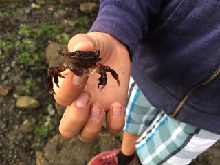 Little Crab
