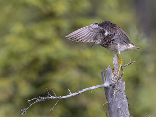Fledgling Lesser Yellowlegs trying to Balance on a High Tree Branch