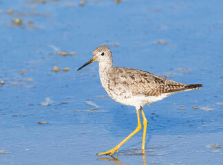 Lesser Yellowlegs looking for food in Alaskia
