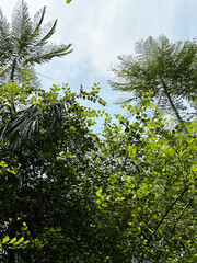 tree in the forest