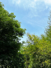 Fototapeta premium tree in the forest