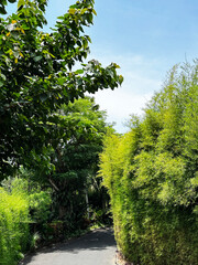 tree in the forest