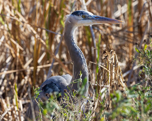 Egrets, cranes & herons