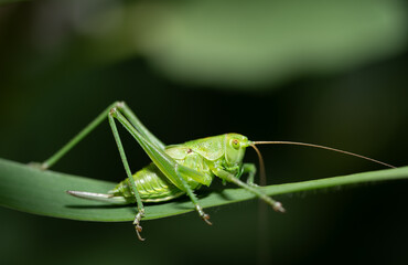 Close-up of a green grasshopper sitting on a leaf. The background is dark.