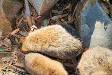 世界一幸せな動物、クオッカ