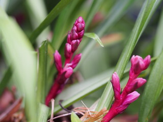 キチジョウソウの蕾の生態写真