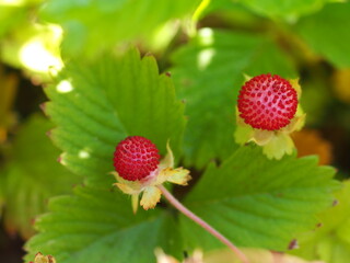 ヘビイチゴの実の生態写真