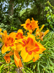 orange flower in the garden