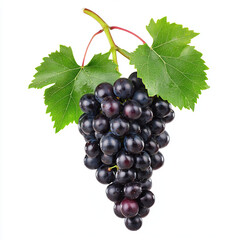 Fototapeta premium grapes, grapes purple, black grapes, grape cluster on white background
