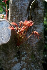 Close-Up of a Young Shoot on an Old Chestnut Trunk, Nature Growth