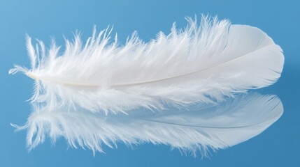 Obraz premium A delicate white feather resting on a reflective surface against a blue background.