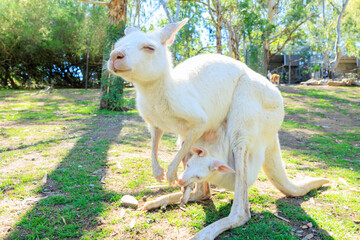 Obraz premium 白いカンガルーの親子