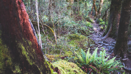 New zealand native forest tree roots intricate tangled