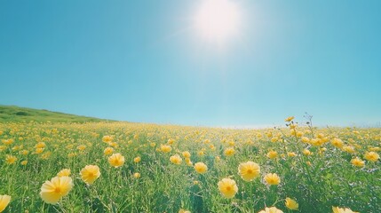 Yellow Cosmos Flower Field Under Bright Sunny Sky