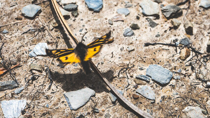 Small yellow moth butterfly on the stoney grey ground new zealand