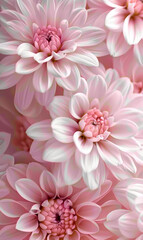 Obraz premium The Beautiful Daisy Pink Pastel-Colored Flowers in Soft and Elegant Floral Composition. Perfect for backgrounds, prints, and projects with a natural and gentle aesthetic.