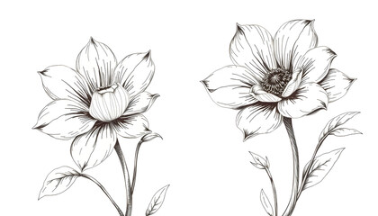 Flower drawn in vintage style, sketch vintage illustration, masterpiece, with white tones