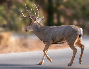 venado cola blanca de cuatro puntos en sus cuernos, cruzando una calle de pavimento