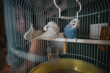 Two vibrant budgerigars, one white and one blue, rest peacefully inside a wire birdcage. The scene...