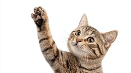 Obraz premium Cute tabby cat mid high-five, front paw raised, action shot, isolated on white background