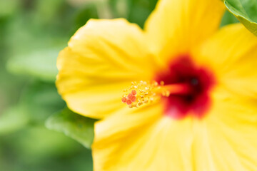 Stigma of yellow hibiscus