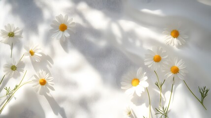 White Daisies Arranged on White Fabric Background