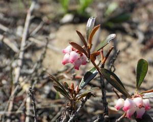 Arctostaphylos uva-ursi | Bearberry | Native North American Sand Prairie Wildflower