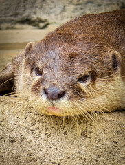 playful otter or known as Aonyx cinereus living around river bank, showcasing its intricate fur texture and natural habitat with its companion,
