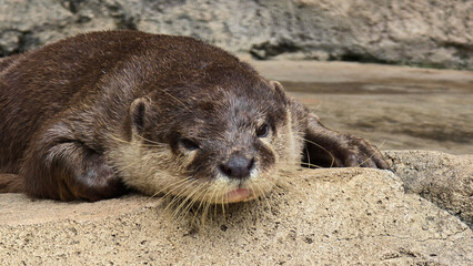 playful otter or known as Aonyx cinereus living around river bank, showcasing its intricate fur texture and natural habitat with its companion,