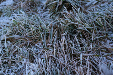 Frozen grass in hoarfrost. Hoarfrost on grass, close-up, wallpaper. Detailed winter-themed photography