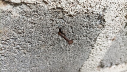 Abstract background of nails stuck in the wall, stuck in a hole in the gray cement wall.