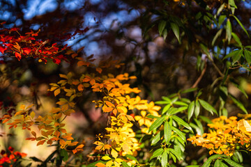 季節を感じる色鮮やかな紅葉　成田山公園