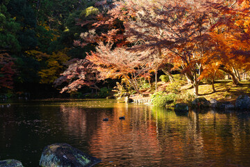 季節を感じる色鮮やかな紅葉　成田山公園