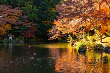 季節を感じる色鮮やかな紅葉　成田山公園