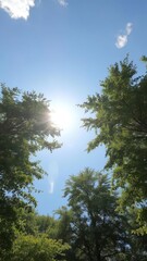 Obraz premium Sun-drenched sky framed by lush, green treetops, outdoor, backdrop, peaceful