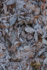fallen leaves covered with frost. texture of frozen fallen leaves. First frost, frost on fallen leaves. Texture of fallen leaves in ice