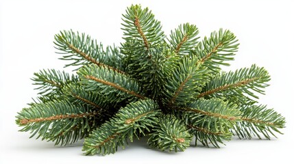 Obraz premium Tree pine christmas plant.