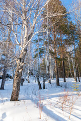 Beautiful snow-covered forest at Christmas bright rays of sunset illuminate the crowns and trunks...