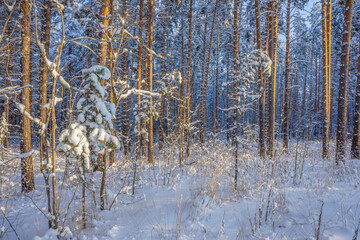 Beautiful snow-covered forest at Christmas bright rays of sunset illuminate the crowns and trunks...