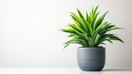 Fototapeta premium Lush green Dracaena plant in a modern grey pot on a plain white background. Minimalist indoor greenery